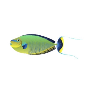 Bignose Unicornfish